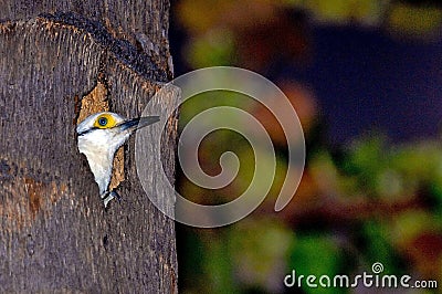 Brazilian white woodpecker peeking out from a hole in a tree trunk. Stock Photo