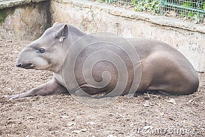 Brazillian tapir resting lying on the ground, Tapirus terrestris Stock Photo