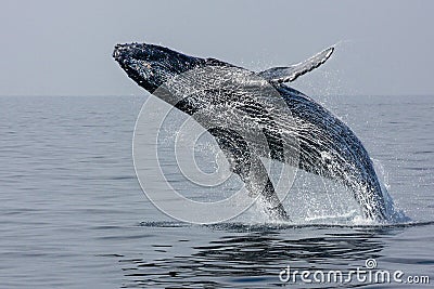 Breaching Hump Back Whale Stock Photo