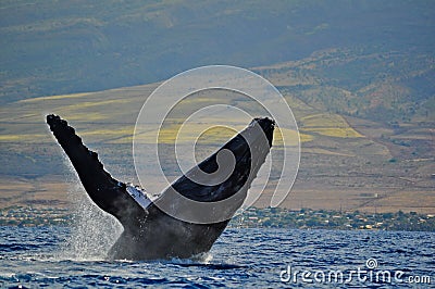 A Breaching Humpback Whale off the coast of Maui, Stock Photo