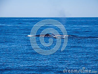 Breaching Whales, Humpback Whale Backs on Blue Ocean Stock Photo