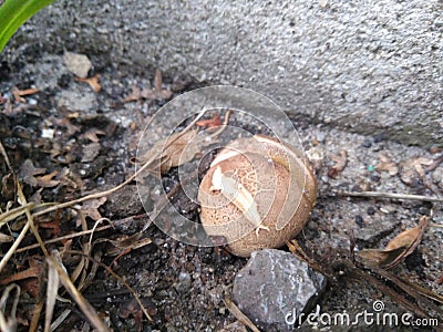 Bread from the ground Stock Photo