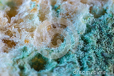 Bread mold. Beautiful mold. Mold spores, macro. Mold is light, yellow, transparent Stock Photo