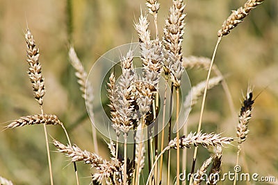 Bread wheat (Triticum aestivum), close-upn Stock Photo