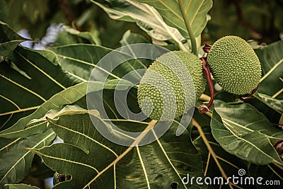 Breadfruit Artocarpus altilis tree with fruits Stock Photo