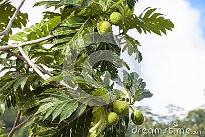 Breadfruit Stock Photo