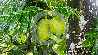 Breadfruit Stock Photo