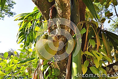 Breadfruit tree Stock Photo