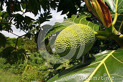 Breadfruit tree Stock Photo