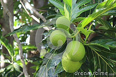 Breadfruit on tree Stock Photo