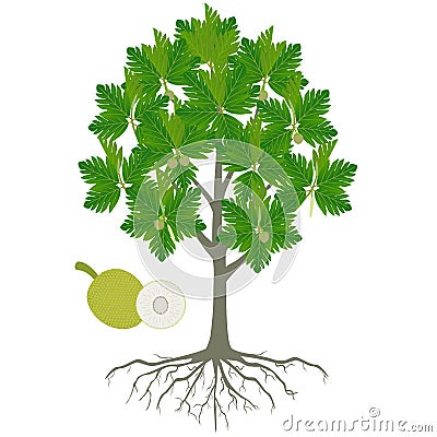 Breadfruit tree with fruits and flowers on a white background. Vector Illustration