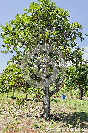 Breadfruit Tree With Fruits In Sunlight Stock Photo