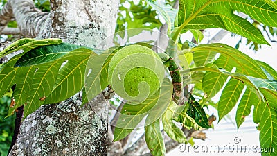 Breadfruit on tree Stock Photo