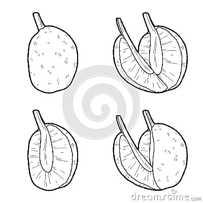 Breadfruit Vector Illustration