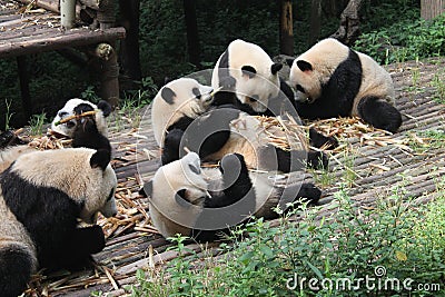 Babies Family Giant Panda, Chengdu China Stock Photo