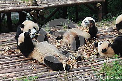 Babies Family Giant Panda, Chengdu China Stock Photo