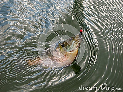 Bream Stock Photo