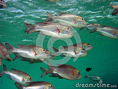 Bream Stock Photo