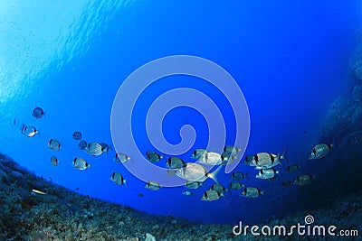 Bream fish Stock Photo