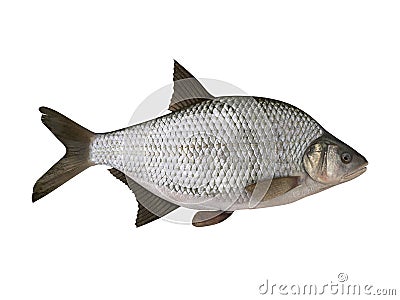 Bream. Isolated on the white Stock Photo