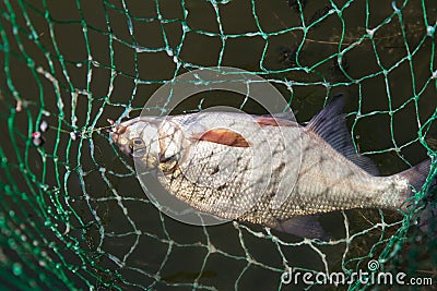 Bream in landing net closeup Stock Photo