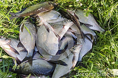 Bream on the shore Stock Photo