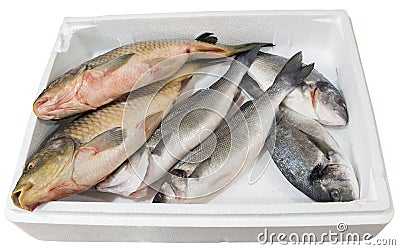 Bream and carp in a tray Stock Photo