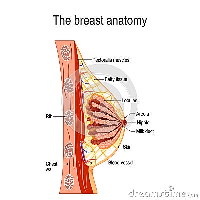 Breast anatomy. Cross-section of the mammary gland. Vector Illustration