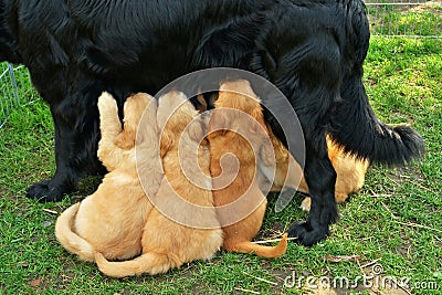Breast-feeding small beauty puppy Stock Photo