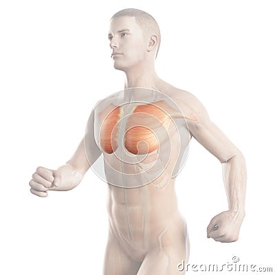 The breast muscle of a jogger Stock Photo