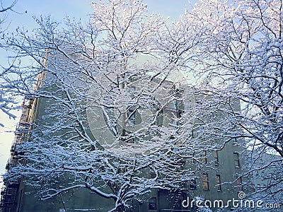 Breath taking snow covered trees Editorial Stock Photo