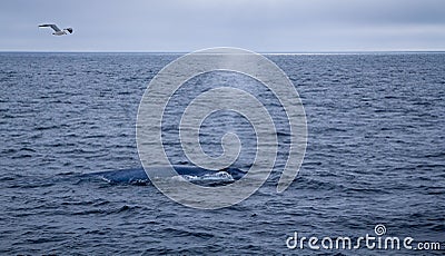 Breath of the whale Stock Photo