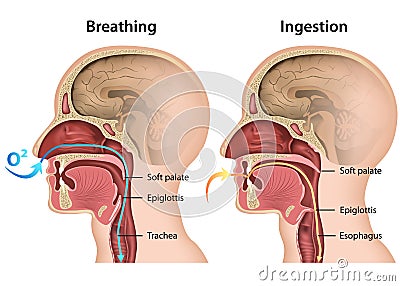 Breathing and Eating process medical 3d illustration on white background Cartoon Illustration