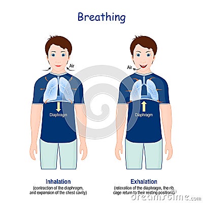 Breathing. Movement of rib cage during inspiration and expiration Vector Illustration