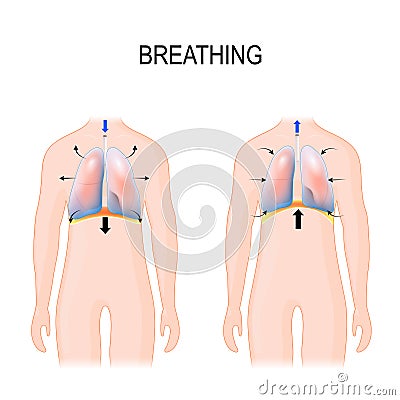 Breathing. Movement of ribcage during inspiration and expiration. diaphragm functions Vector Illustration