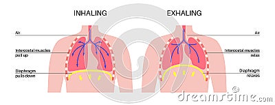 Breathing process poster Vector Illustration