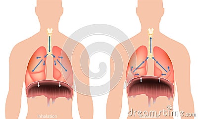 Breathing process. Respiration system Diaphragm. Inhalation and Exhalation. Breathing in and Breathing out Vector Illustration