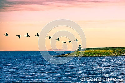 Breathtaking scene of beautiful birds flying to the green land by the sea Stock Photo