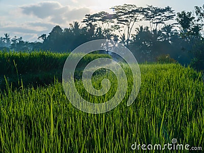 Breathtaking shot of a field of tall grass with trees during sunset with a cloudy sky Stock Photo