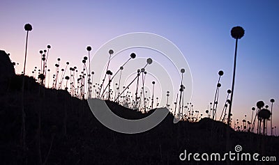 Iles Sanguinaires, Gulf of Ajaccio, Corsica, Corse, France, Europe, island Stock Photo