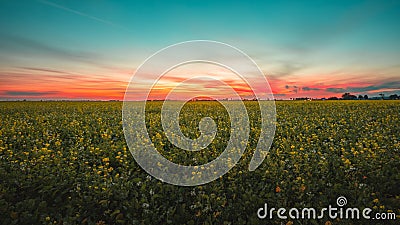 Breathtaking view of a flower field under the amazing colorful sky in Middleburg, Netherlands Stock Photo