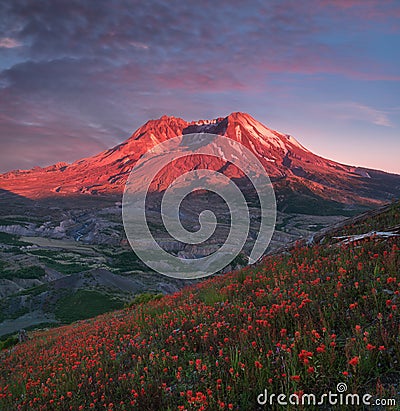 The breathtaking views of the volcano and amazing valley of flowers. Harry`s Ridge Trail. Mount St Helens National Park. USA Stock Photo