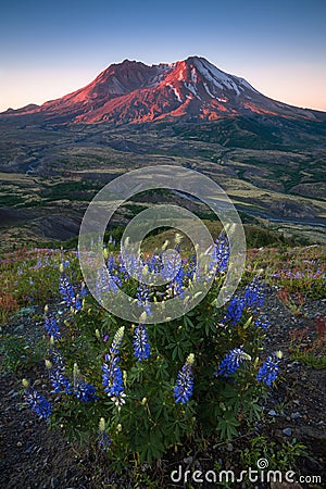 The breathtaking views of the volcano and amazing valley of flowers. Harry`s Ridge Trail. Mount St Helens National Park. USA Stock Photo