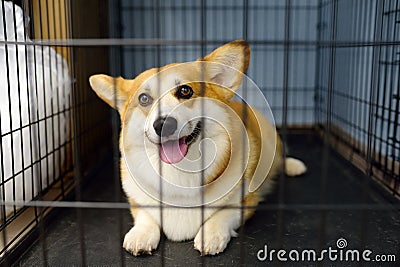 Breed corgi dog waiting of examination in vet clinic. Pet health. Care animal. Hotels for animals, overexposure. Lost pets in a Stock Photo