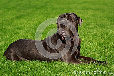 Breed dog Neapolitan Mastiff Stock Photo