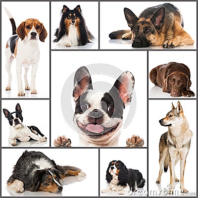 Breed dogs collage Stock Photo