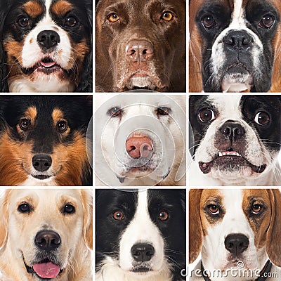 Breed dogs collage Stock Photo