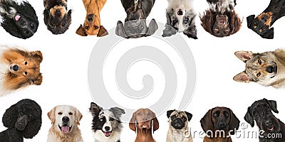 Breed dogs Stock Photo