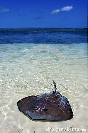 Breed fish the blue lagoon relax of isla contoy mexico Stock Photo