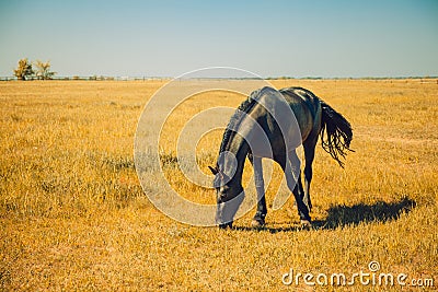 Breed horse farm, equestrian herd Stock Photo